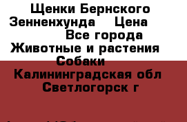 Щенки Бернского Зенненхунда  › Цена ­ 40 000 - Все города Животные и растения » Собаки   . Калининградская обл.,Светлогорск г.